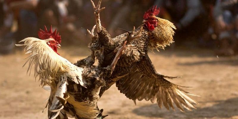 Biendo - Nơi cược đá gà cựa sắt